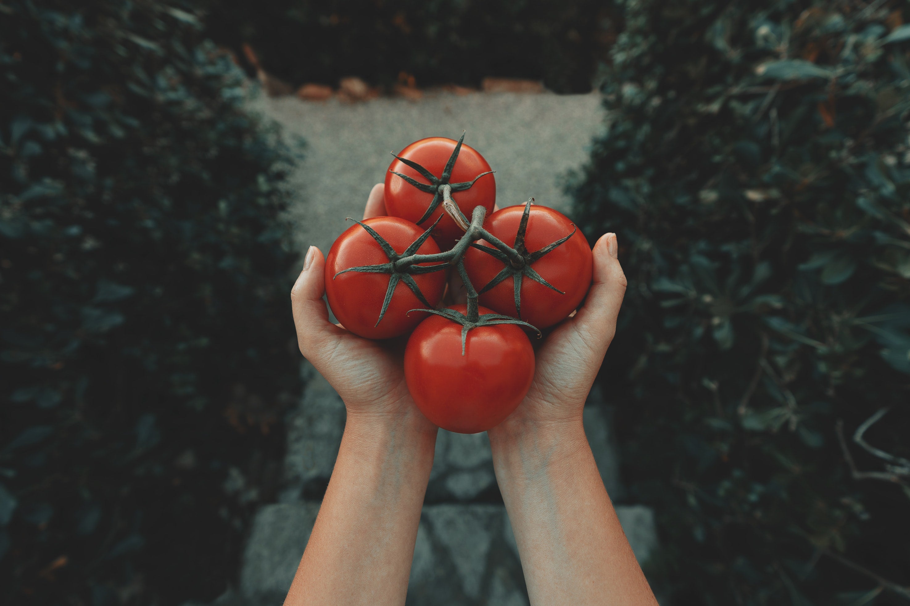 Tomato Benefits in Skincare