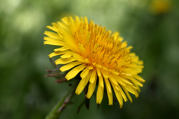 All the Benefits and Powers of Dandelion Flowers!