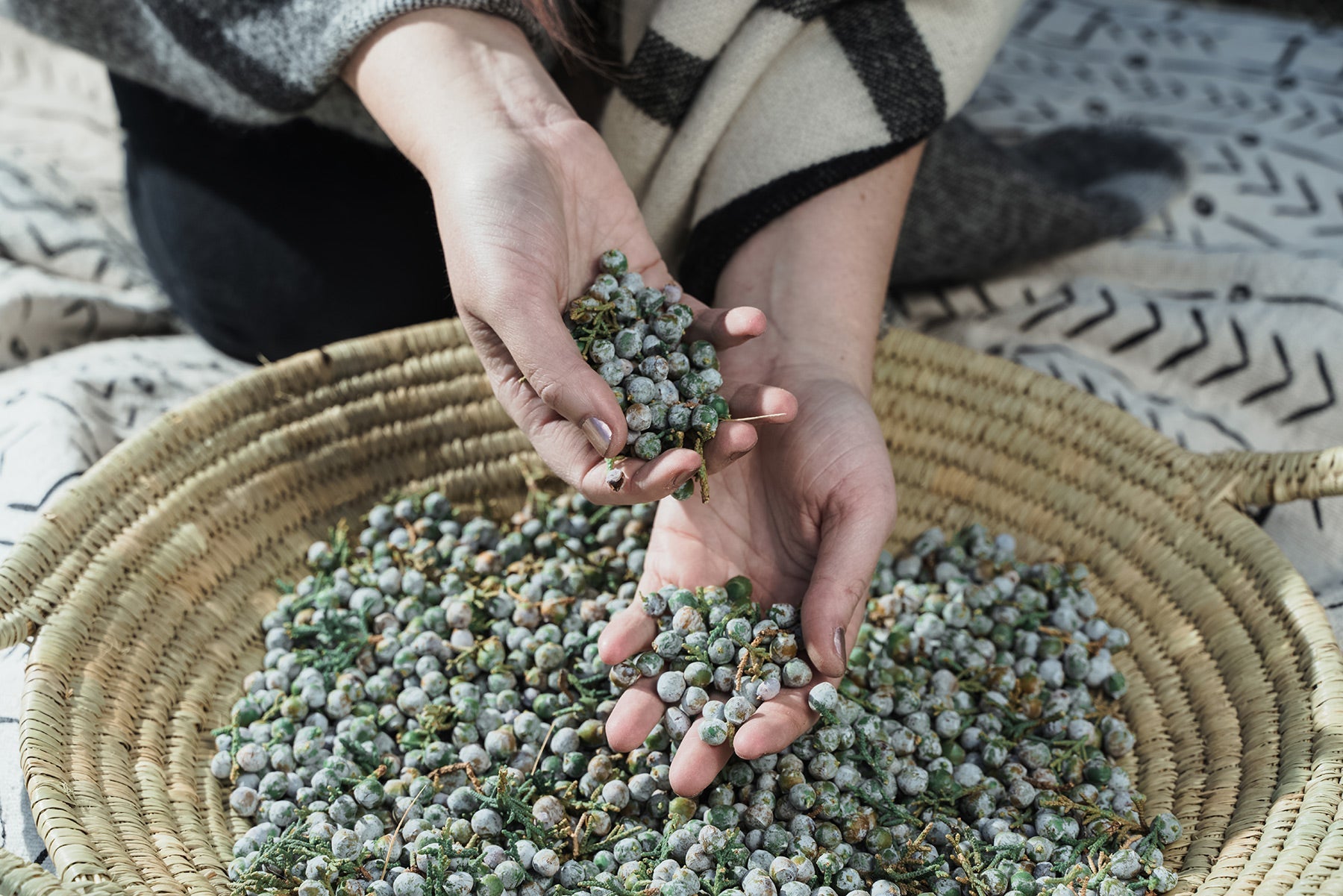 How Can Wildcrafted Skincare Fight Against Free Radicals and Aging Skin?